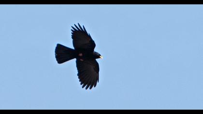 Sarıgagalı dağ kargası