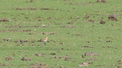 Küçük altın yağmurcun