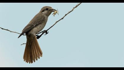 Kızılkuyruklu örümcekkuşu