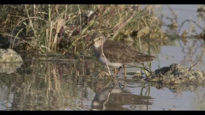 Sarıbacaklı kumkuşu