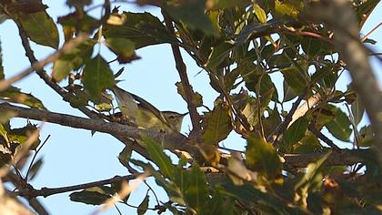 Sarıkaşlı çıvgın