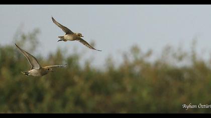 Küçük altın yağmurcun
