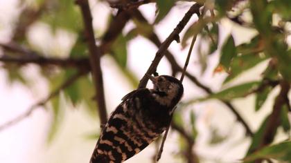 Küçük ağaçkakan