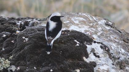 Aksırtlı kuyrukkakan