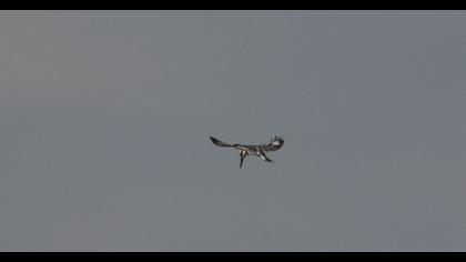 Alaca yalıçapkını