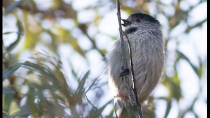 Uzunkuyruklu baştankara