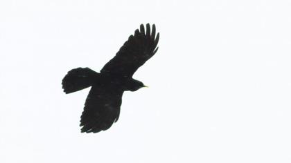 Sarıgagalı dağ kargası