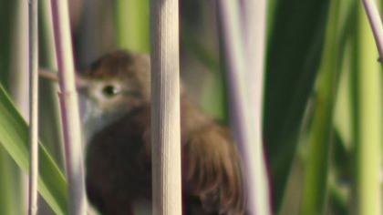 Büyük kamışçın