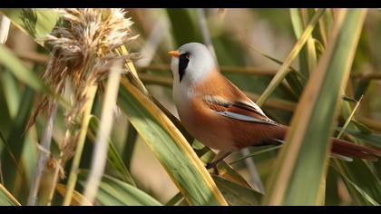 Bıyıklı baştankara