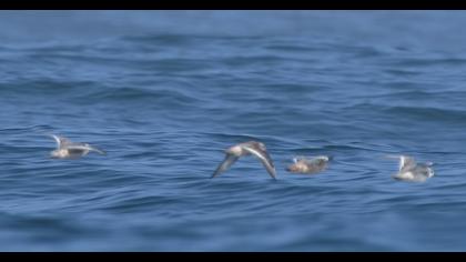 Kızıl denizdüdükçünü