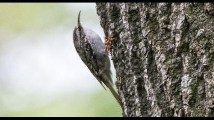 Bahçe tırmaşıkkuşu