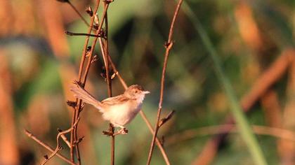 Dikkuyruklu ötleğen