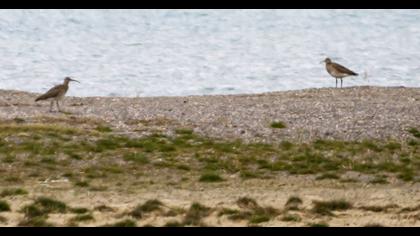 Sürmeli kervançulluğu