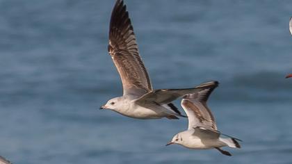 Küçük gümüş martı