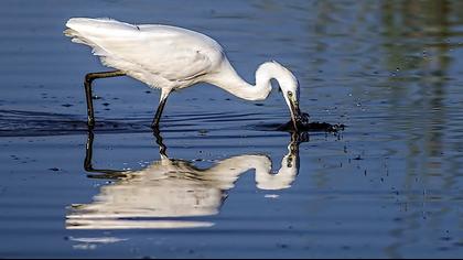 Küçük ak balıkçıl