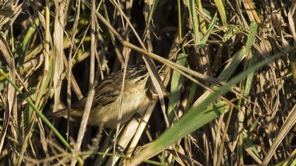 Kındıra kamışçını