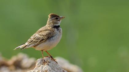 Bimaculated Lark