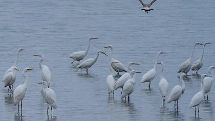 Büyük ak balıkçıl