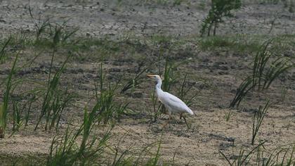 Sığır balıkçılı