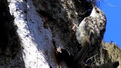Bahçe tırmaşıkkuşu