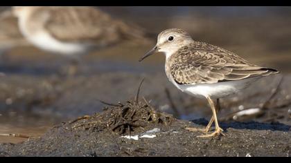 Sarıbacaklı kumkuşu