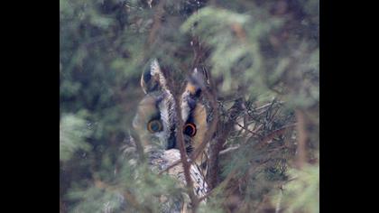 Kulaklı orman baykuşu