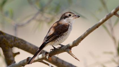 Kızılsırtlı örümcekkuşu