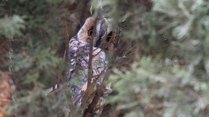 Kulaklı orman baykuşu
