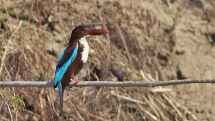 İzmir yalıçapkını