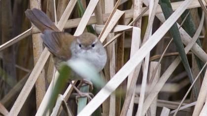 Kamışbülbülü