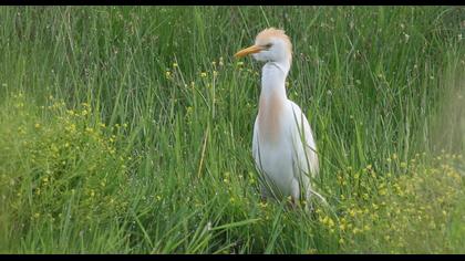 Sığır balıkçılı