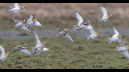 Küçük altın yağmurcun