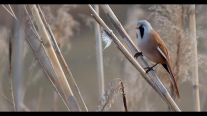 Bıyıklı baştankara