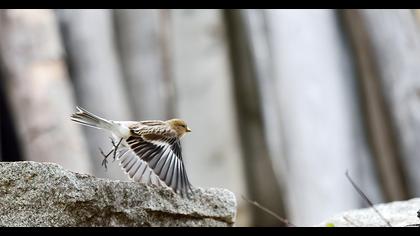 Sarıgagalı ketenkuşu