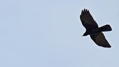 Kırmızıgagalı dağ kargası