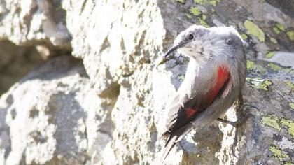 Duvar tırmaşıkkuşu