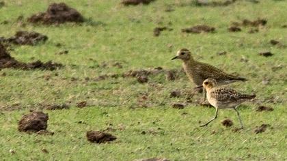 Küçük altın yağmurcun