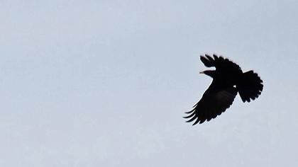 Sarıgagalı dağ kargası