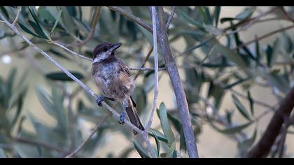 Akyanaklı baştankara