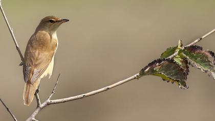 Büyük kamışçın