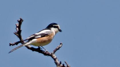 Maskeli örümcekkuşu