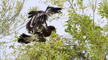 Büyük orman kartalı