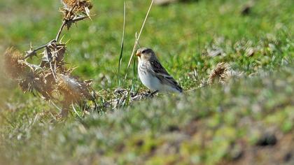 Sarıgagalı ketenkuşu