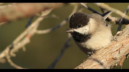 Akyanaklı baştankara