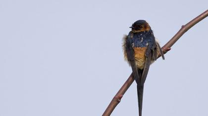 Kızıl kırlangıç