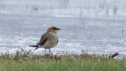 Bataklıkkırlangıcı