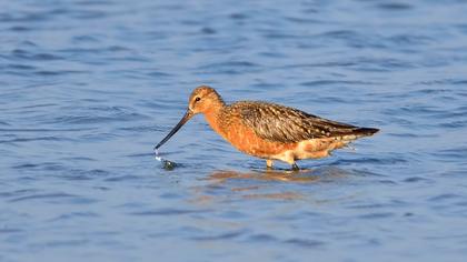 Kıyı çamurçulluğu
