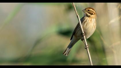 Bataklık Kirazkuşu