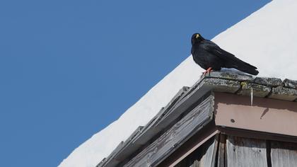 Sarıgagalı dağ kargası