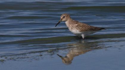 Karakarınlı kumkuşu
